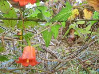 Canarina canariensis 9, Saxifraga-Rutger Barendse