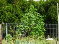 Cannabis sativa 11, Hennep, Saxifraga-Rutger Barendse