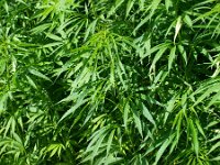 Cannabis sativa 4, Hennip, Saxifraga-Rudmer Zwerver