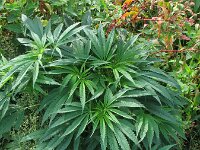 Cannabis sativa 7, Hennep, Saxifraga-Rutger Barendse