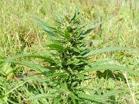 Cannabis sativa 8, Hennep, Saxifraga-Rutger Barendse
