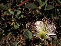 Capparis spinosa