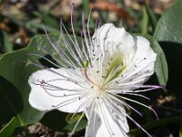 Capparis spinosa 12, Saxifraga-Sonja Bouwman  Z28. Kappertjesplant, Caper bush - Capparis spinosa - Capparaceae familie