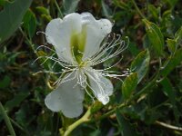 Capparis spinosa 4, Saxifraga-Ed Stikvoort