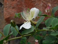 Capparis spinosa 5, Saxifraga-Ed Stikvoort