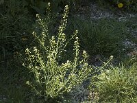 Capsella bursa-pastoris, Shepherds Purse