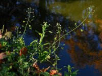 Capsella bursa-pastoris 10, Herderstasje, Saxifraga-Ed Stikvoort