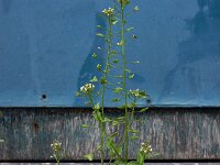 Capsella bursa-pastoris 12, Herderstasje, Saxifraga-Ed Stikvoort