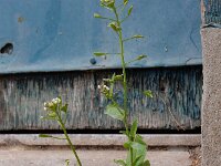 Capsella bursa-pastoris 15, Herderstasje, Saxifraga-Ed Stikvoort