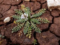 Capsella bursa-pastoris 16, Herderstasje, Saxifraga-Ed Stikvoort