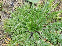 Capsella bursa-pastoris 4, Herderstasje, Saxifraga-Rutger Barendse