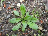 Capsella bursa-pastoris 5, Herderstasje, Saxifraga-Rutger Barendse