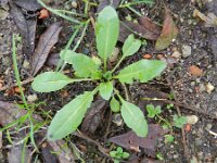 Capsella bursa-pastoris 7, Herderstasje, Saxifraga-Rutger Barendse