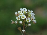 Capsella rubella, Pink Shepherds Purse