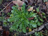 Capsella rubella 12, Rood herderstasje, Saxifraga-Ed Stikvoort