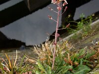 Capsella rubella 13, Rood herderstasje, Saxifraga-Ed Stikvoort