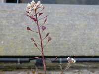 Capsella rubella 16, Rood herderstasje, Saxifraga-Ed Stikvoort