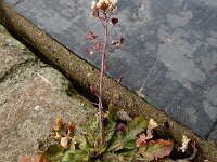 Capsella rubella 17, Rood herderstasje, Saxifraga-Ed Stikvoort