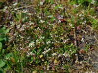 Capsella rubella 9, Rood herderstasje, Saxifraga-Ed Stikvoort