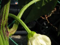 Capsicum annuum