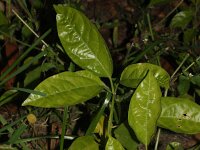 Capsicum annuum 2, Paprika, Saxifraga-Rutger Barendse