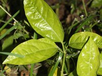 Capsicum annuum 3, Paprika, Saxifraga-Rutger Barendse