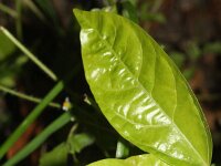 Capsicum annuum 4, Paprika, Saxifraga-Rutger Barendse