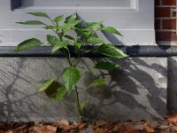 Capsicum annuum 8, Paprika, Saxifraga-Ed Stikvoort