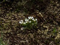 Cardamine alpina