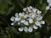 Cardamine alpina 13, Saxifraga-Willem van Kruijsbergen