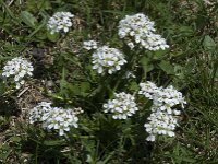 Cardamine alpina 14, Saxifraga-Willem van Kruijsbergen