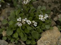 Cardamine alpina 6, Saxifraga-Willem van Kruijsbergen
