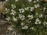 Cardamine alpina 9, Saxifraga-Willem van Kruijsbergen