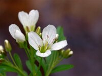 Cardamine amara 12, Bittere veldkers, Saxifraga-Hans Dekker