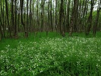 Cardamine amara 17, Bittere veldkers, Saxifraga-Hans Boll