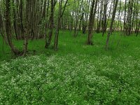 Cardamine amara 18, Bittere veldkers, Saxifraga-Hans Boll