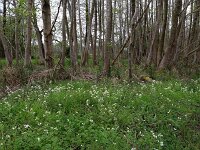 Cardamine amara 22, Bittere veldkers, Saxifraga-Hans Boll