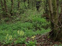 Cardamine amara 23, Bittere veldkers, Saxifraga-Hans Boll