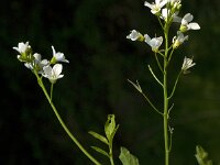 Cardamine amara 7, Bittere veldkers, Saxifraga-Willem van Kruijsbergen