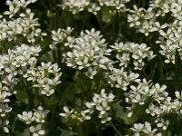 Cardamine asarifolia