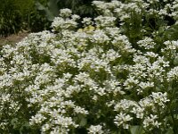 Cardamine asarifolia 2, Saxifraga-Marijke Verhagen