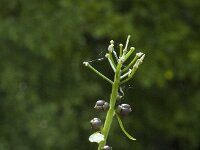 Cardamine bulbifera, Coral-root