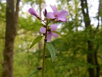 Cardamine bulbifera 11, Bolletjeskers, Saxifraga-Ed Stikvoort