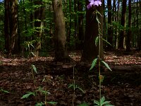 Cardamine bulbifera 14, Bolletjeskers, Saxifraga-Ed Stikvoort