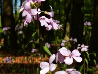 Cardamine bulbifera 15, Bolletjeskers, Saxifraga-Ed Stikvoort
