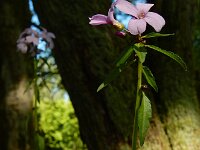 Cardamine bulbifera 17, Bolletjeskers, Saxifraga-Ed Stikvoort