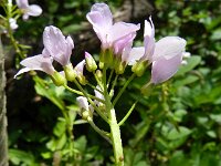 Cardamine bulbifera 18, Bolletjeskers, Saxifraga-Rutger Barendse