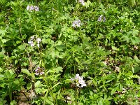 Cardamine bulbifera 19, Bolletjeskers, Saxifraga-Rutger Barendse