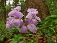 Cardamine bulbifera 20, Bolletjeskers, Saxifraga-Hans Grotenhuis