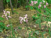 Cardamine bulbifera 21, Bolletjeskers, Saxifraga-Hans Grotenhuis